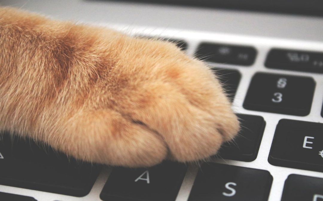 orange cat foot on laptop keyboard